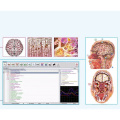 analisador de saúde de corpo inteiro caçador 4025 de biofeedback